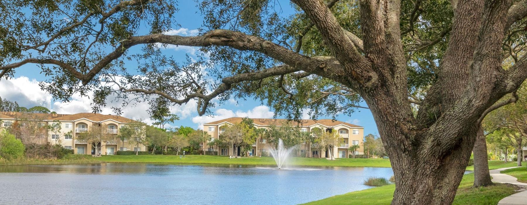 a tree next to a body of water with buildings in the background