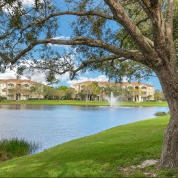 a tree near a body of water