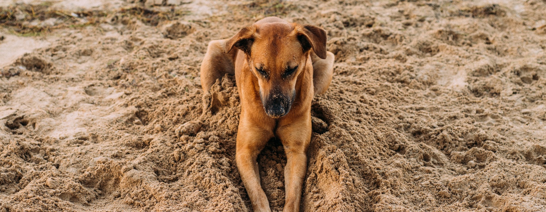 a dog digging in the sand