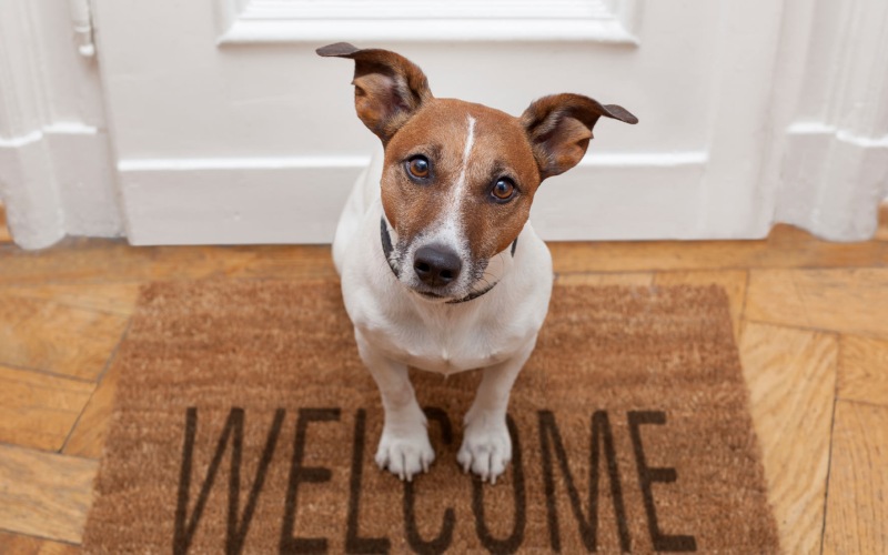 a puppy sitting on a welcome mat