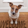 a puppy sitting on a welcome mat