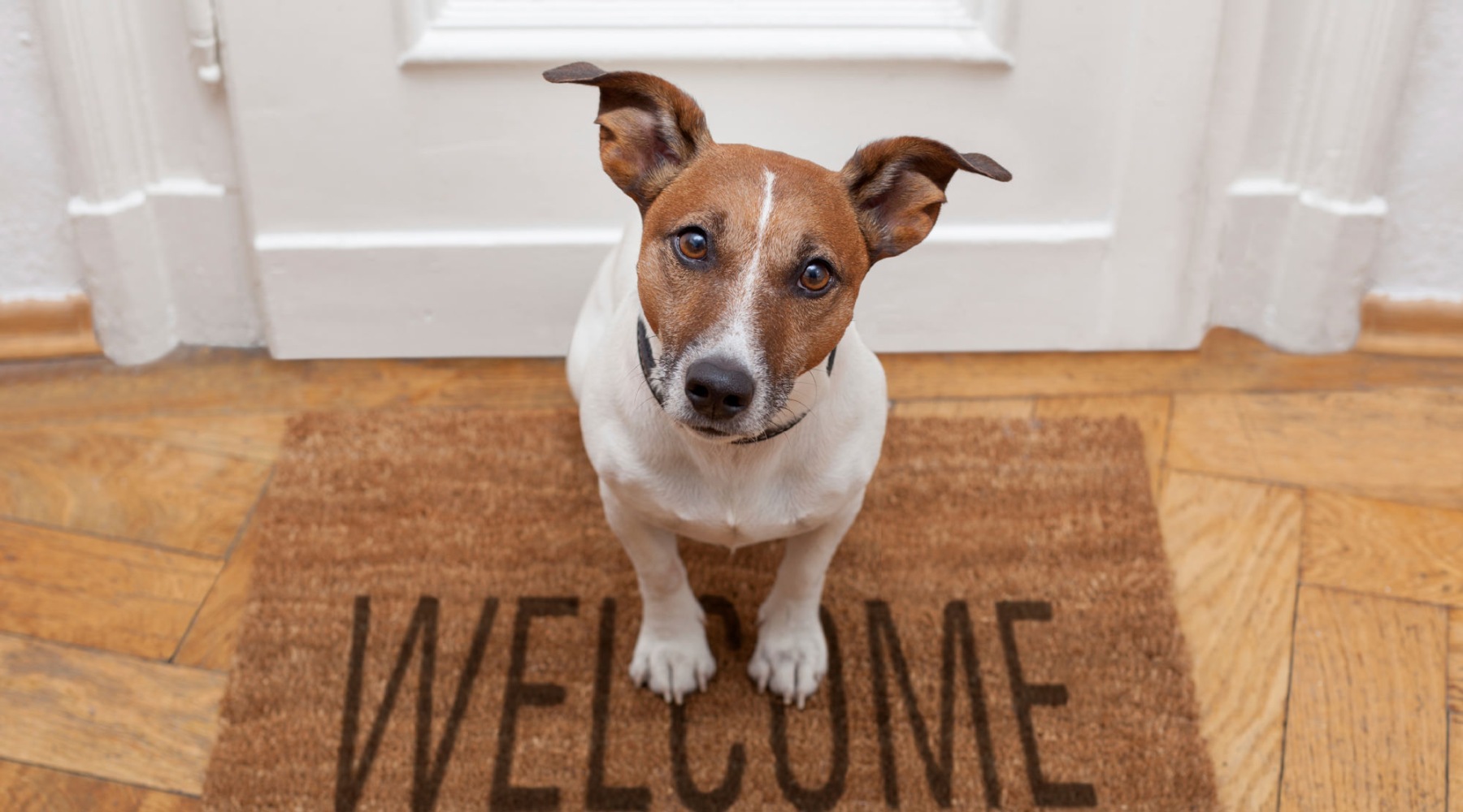 a puppy sitting on a welcome mat