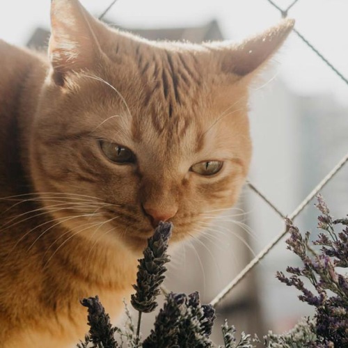 Cute kitty in a window smelling flowers